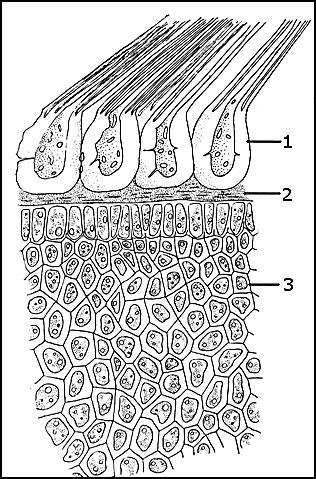 SEMEN - NASIENIE Strychni semen Nasienie kulczyby Nux vomica seed; Noix vomique (graine de) Strychnos nux vomica L.