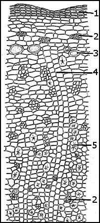 CORTEX - KORA Cinchonae cortex Kora chinowa (FP IX) Cinchona bark; Quinquina Cinchona pubescens Vahl (Cinchona succirubra Pav.) Chinowiec czerwonosoczny Cinchona calisaya Wedd.