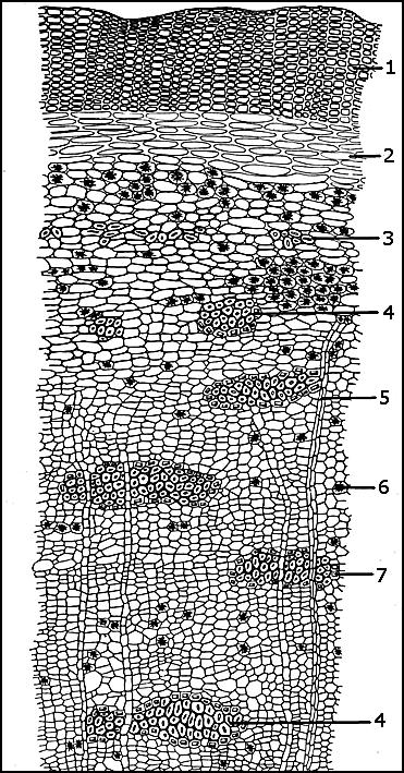 CORTEX - KORA Frangulae cortex Kora kruszyny (FP IX) Syn.: Rhamni frangulae cortex Frangula bark; Bourdaine Rhamnus frangula L. (Frangula alnus Mill.
