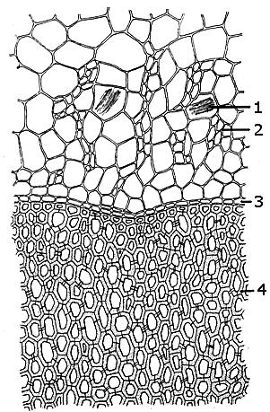 RADIX KORZEŃ Ipecacuanhae radix Korzeń ipekakuany (FP IX) Syn: Korzeń wymiotnicy, Radix Cephaelidis Ipecacuanha root; Ipécacuanha (racine d ) Cephaëlis ipecacuanha (Brot.) A.Rich.