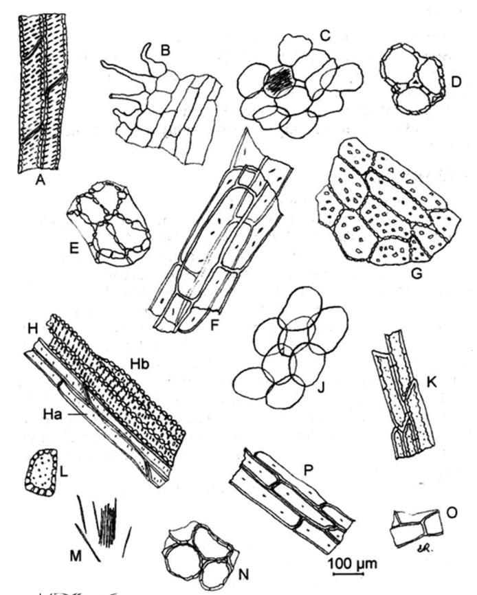 RHIZOMA KŁĄCZE A. Małe naczynia B. Skórka korzenia C. Miękisz z rafidami szczawianu wapnia D. Grubościenne komórki miękiszu E. Grubościenne komórki miękiszu F. Sklereidy G. Sklereidy H.