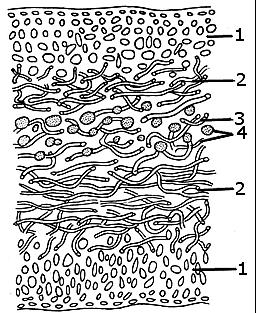 VARIA INNE Lichen islandicus Porost islandzki (FP IX) Iceland moss; Lichen d Islande Cetraria islandica (L.) Ach.