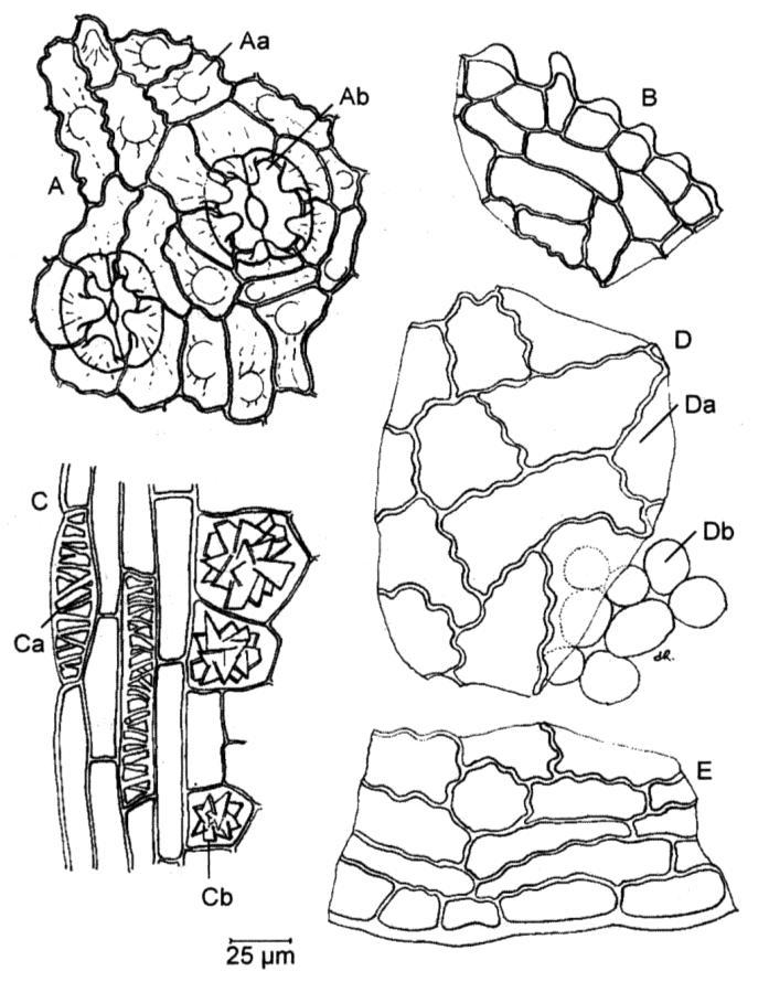 FOLIUM LIŚĆ A. Skórka dolna widziana z powierzchni o komórkach zakończonych brodawkami (Aa), z zapadniętymi aparatami szparkowymi (Ab) B. Skórka dolna w przekroju poprzecznym C.