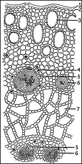 FLOS - KWIAT Caryophylli flos Kwiat goździkowca (FP IX) Clove; Clou de girofle Syzygium aromaticum (L.) Merr. et L.M.Perry (Eugenia caryophyllus (Spreng.) Bull. et Harr.
