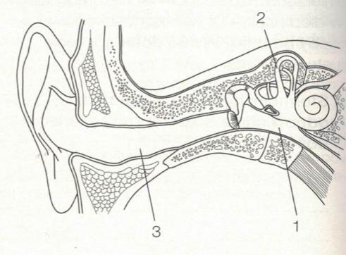 a) Podaj nazwy elementów oznaczonych na ilustracji numerami 1-3. 1. 2. 3. b) Opisz funkcje brwi i rzęs. c) Wyjaśnij, dlaczego osoby zakatarzone często łzawią. d) Podaj trzy funkcje fizjologiczne łez.