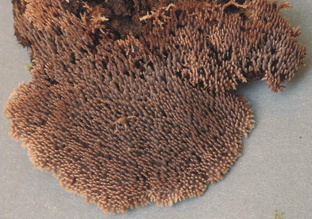 a b Fig. 2.