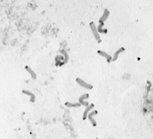 Pomiary cytometryczne zostały wykonane w Zakładzie Biologii Molekularnej i Cytometrii, Uniwersytetu Technologiczno-Przyrodniczego w Bydgoszczy.
