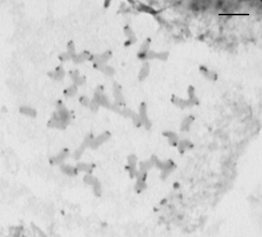 heksaploidalną liczbę chromosomów 2n = 42 (Ryc. 1a, b, c).