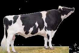 Meier-Meadows EL Jezebel Mara-Thron Bw Marshall-Et De-Su Patron Gold a ka -