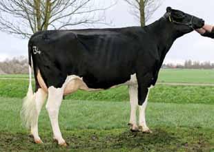 Pietje 641 Woudhoeve 2 Imuls Ur. 10.03.