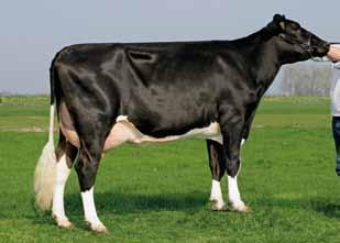Sunshine-Dairy Plugy CRI-ET Ur. 16.04.