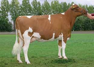 Almighty 39 Almere Pericles Subliem Tuli Alm Pietje 513 Alumette Lightning 1768 Suzan Dch Almighty Ur. 2.09.