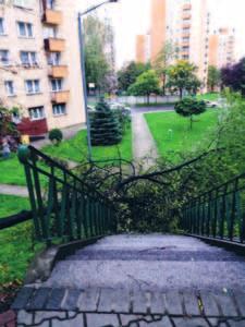 W zasobach Siemianowickiej Spółdzielni Mieszkaniowej siłę potężnego wiatru najbardziej odczuły drzewa.