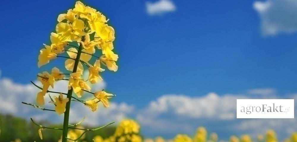 .pl https://www.