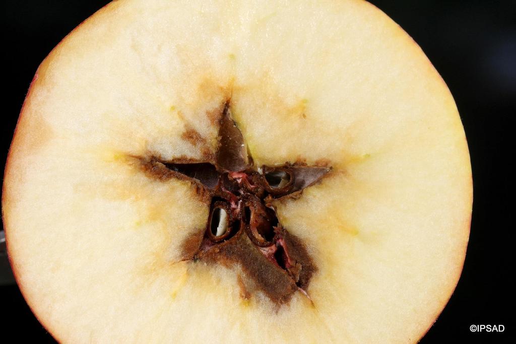 Spleśnienie gniazda nasiennego to jeden z ważniejszych problemów obserwowanych ostatnio w ochronie jabłoni.
