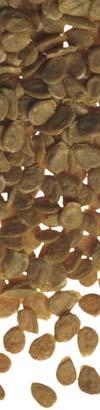 com Katarzyna Tykarska Rejon Polski Centralnej koordynator doœwiadczeñ odmianowych tel. kom. 607 213 426 Katarzyna.Tykarska@deruiterseeds.