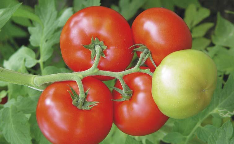 Uwagi: odmiana przeznaczona do uprawy w pod³o u organicznym i na we³nie mineralnej.