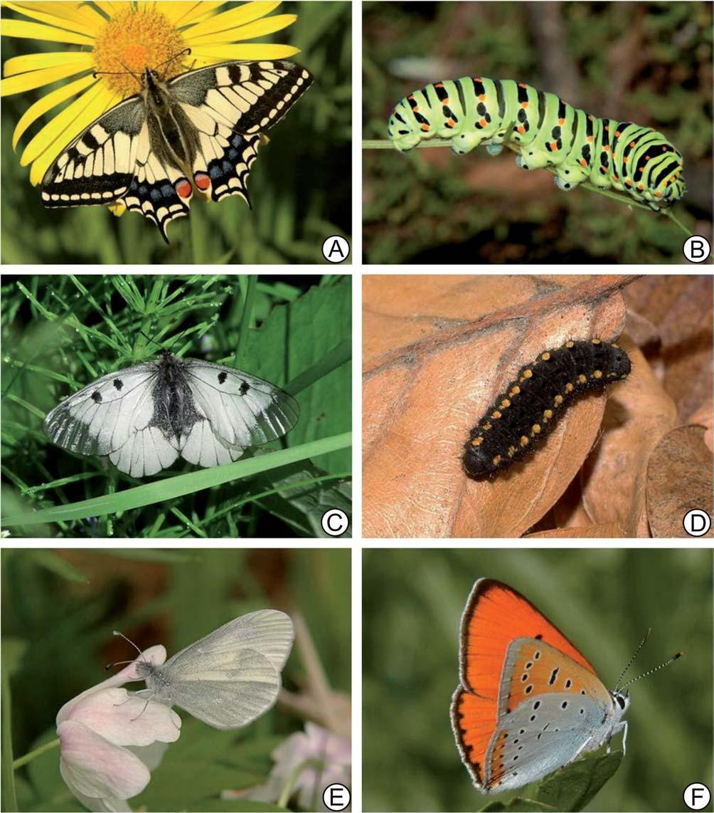WARUNKI NATURALNE 105 Ryc. 1. Niektóre motyle dzienne okolic Husowa. A. Paź królowej imago. B. Paź królowej gąsienica. C.
