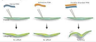 elegans białko unc-22 dzieci brak efektu brak efektu skurcze OBSERWACJE I 1.