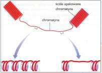 Chromatyna ulega kondensacji i dekondensacji podczas cyklu komórkowego stopień jej kondensacji wpływa na