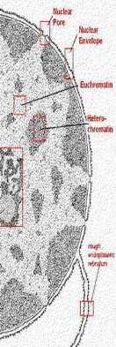 CHROMATYNA euchromatyna heterochromatyna heterochromatyna euchromatyna Retikulum endoplazmatyczne szorstkie