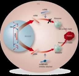 TIMP-1 mrna 2017-11-20 Zjawisko interferencji RNA w badaniach naukowych sirna rybosom mniej