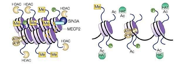 Acetylacja histonów rdzeniowych Deacetylacja histonów prowadzi do kondensacji chromatyny i zahamowania transkrypcji Acetylacja histonów rdzeniowych rozluźnia strukturę chromatyny i sprzyja