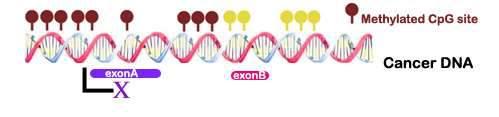 2. Metylacja DNA cytozyna 5-metylocytozyna, cytozyna 5-metylocytozyna Metylacja DNA - proces przyłączania grup metylowych (-CH3) do zasad
