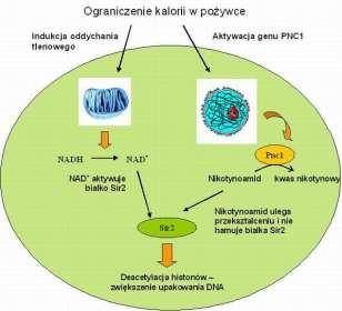 enzym Pnc1 ( nikotynamidaza) rozkładająca