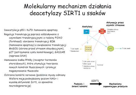 forma zredukowana, NAD + forma utleniona) Schemat