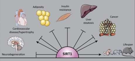 Jakie białka są aktywowane przez dietę niskokaloryczną? Wydłużanie życia przez dietę niskokaloryczną związane jest z aktywacją SIRTUIN!