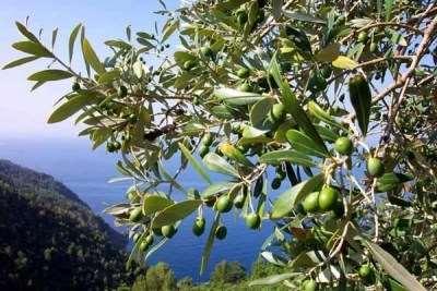 Dzień 3 KRETA - Chania Poranna joga z Pauliną napełni Was energią na cały dzień. Po śniadaniu będzie czas na relaks, plażowanie, masaże.