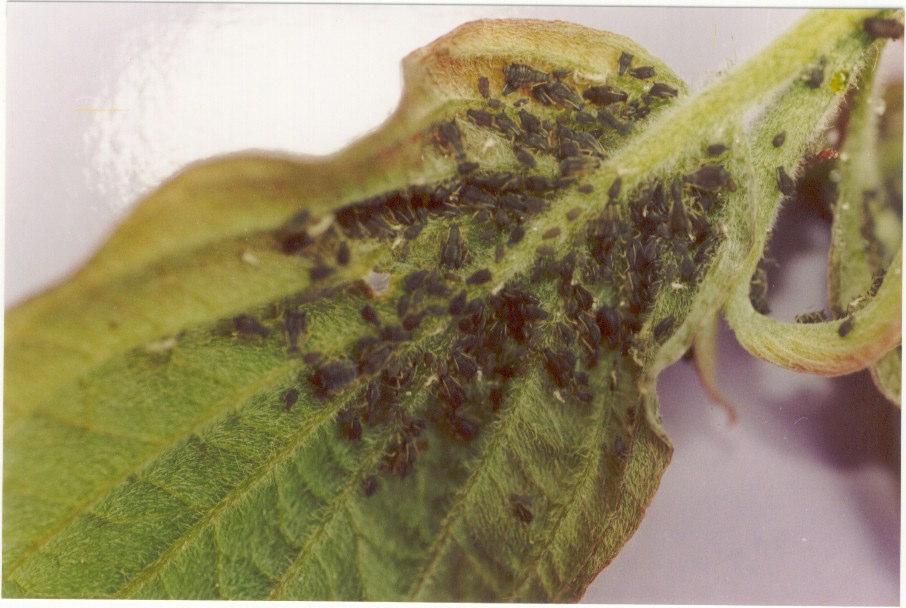 14 B. Jakiewicz Photo 3. Aphis salicariae Koch on Cornus alba L.