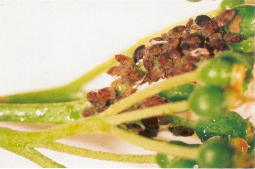 Occurrence of aphids on Cornus alba L. 13 Photo 1. Anoecia corni (F.