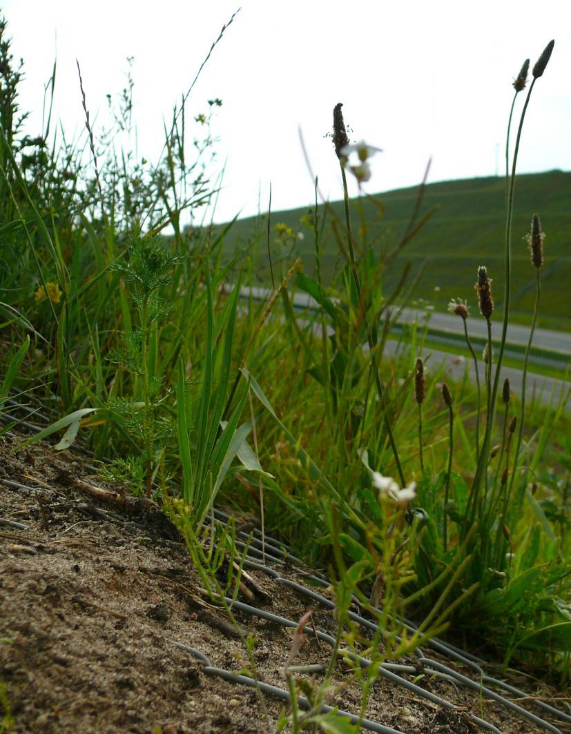 Stabilizacja skarp AUTOSTRADA