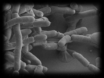 Faecalibacterium prausnitzii Hamuje stan zapalny w przewodzie pokarmowymi i