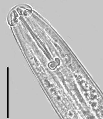pallida i. Rys.