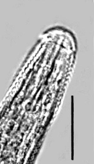 258 Species composition of cyst nematodes on the territory of Poland / Skład gatunkowy mątwików na terytorium Polski Rys. 3.