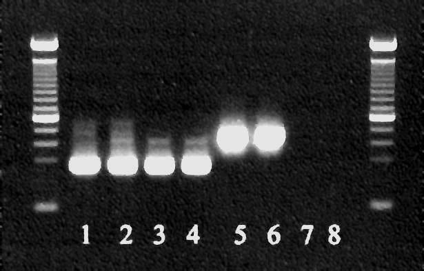 they were identified to Globodera pallida species with molecular tests Rys. 4.