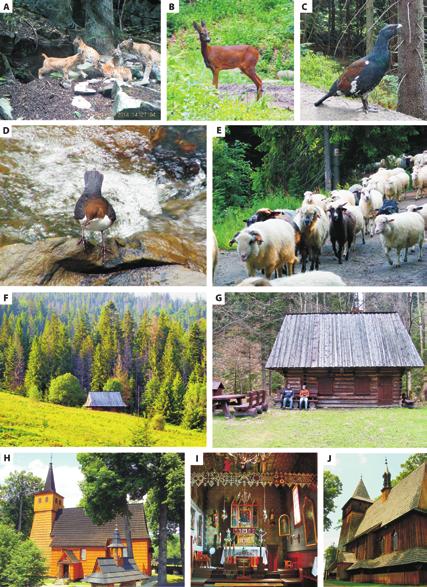 A B C D E F G H I J Fig. 11. Lively nature and wooden monuments in the Gorce Mts.