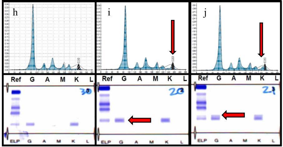 IN VIVO Przeciwciała monoklonalne vs test Hevylite?