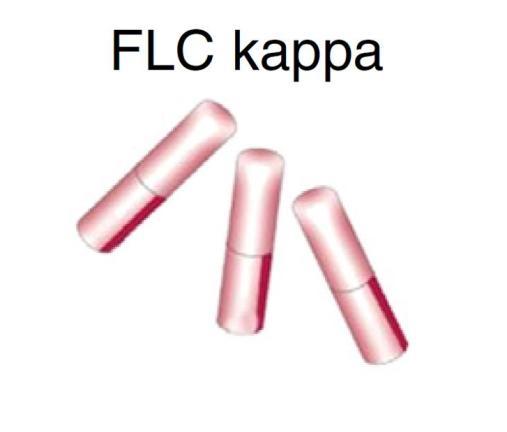 (HLC) Łańcuch lekki Łańcuch ciężki Epitopy HLC