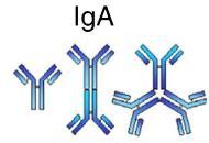 Całkowite IgA = IgA + IgA Całkowite IgG =