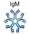 całkowitych immunoglobulin nie różnicuje