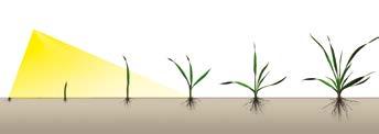 BOXER jesienny herbicyd do zbóż ozimych Usunięcie zachwaszczenia w najwcześniejszych fazach rozwojowych zbóż znacznie wpływa na poprawę plonowania.