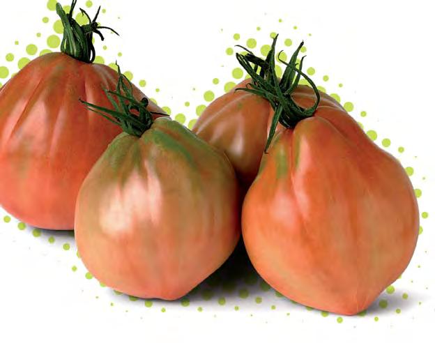 f1 w typie san marzano arawak f1 typ Cuor di bue bawole serce
