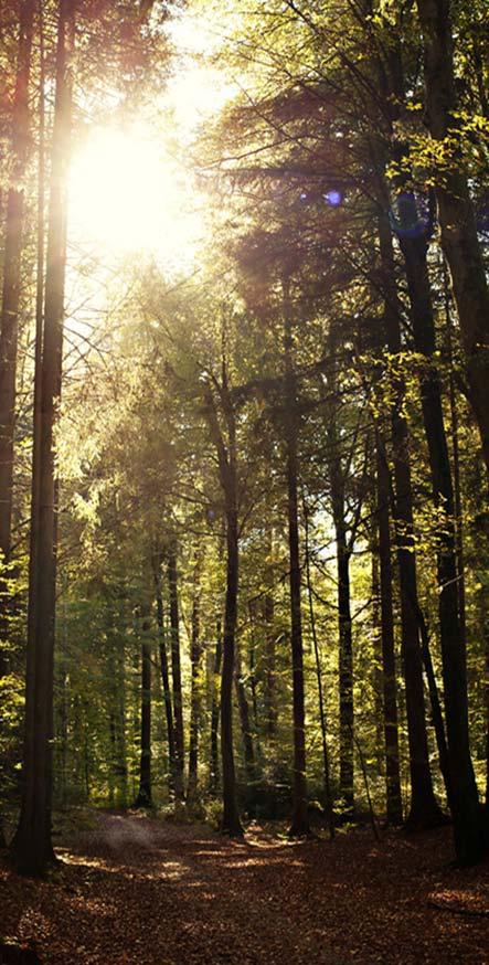 Aktualny stan powierzchni, miąższości oraz wysokość etatów użytkowania głównego w Lasach Państwowych Powierzchnia lasów 7 072,4 tys.