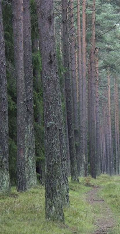 Prognoza kształtowania się etatów użytkowania głównego w lasach prywatnych w okresie 2011-2031-2061 Lata Etaty [mln m 3 grubizny netto rocznie] procent [%] rębny