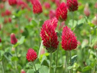 Crimson & Clover (Purpura i Koniczyna) Całkiem dużo jest piosenek opartych o trzy akordy i z niezrozumiałym tekstem.