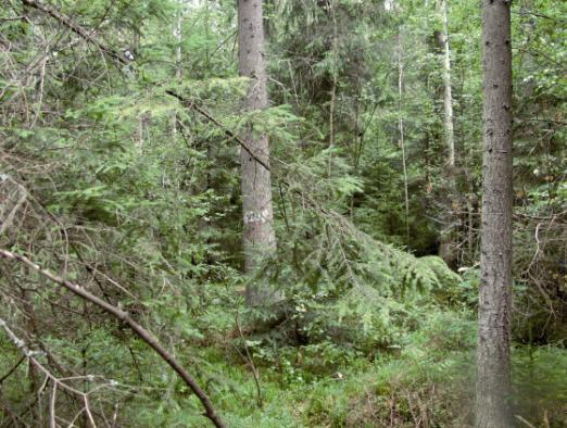 The bog-mosses and birch forest Sphagno-Betuletum pubescentis in Strict Reserve of Białowieża National Park, compartment 373B, relevé No. 2238 Fot. 5.